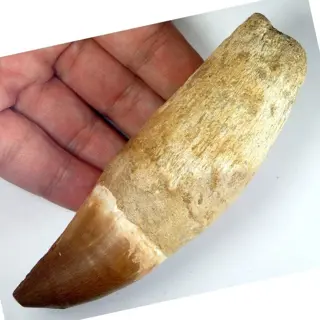 Mosasaurus tand - BIG - Complete pterygoïde tand met wortel