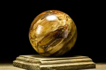 Fossiel hout - Fossiele houten bol van verkiezeld Araucaria