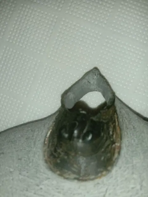 Trilobiet - Op originele matrix - Harpes perradiatus -