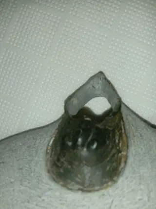 Trilobiet - Op originele matrix - Harpes perradiatus -