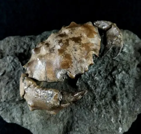 Uitstekende fossiele zeekrab!!! - schild en tang -