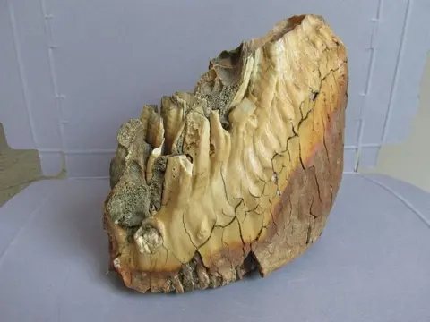 Wolharige mammoet - Massieve Wollige Mammoet Kies -