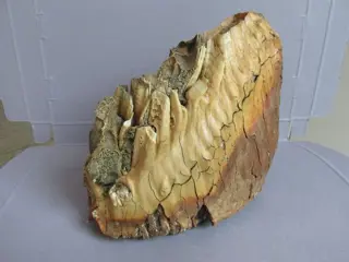 Wolharige mammoet - Massieve Wollige Mammoet Kies -