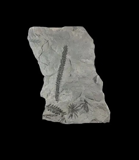 Fossiele planten - Plant - Palaeostachya - 20×10×1 cm