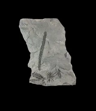 Fossiele planten - Plant - Palaeostachya - 20×10×1 cm