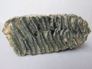 Wolharige mammoet - kies - Mammuthus Primigenius - 13×7×17