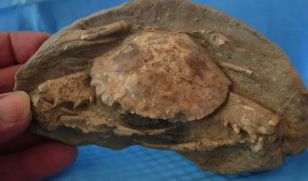 Stekelige krab - 145×90×33 mm