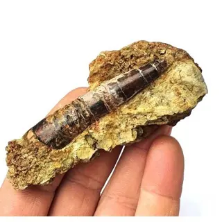 Dinosaurus - Tand - Suchomimus sp. - 9×4×1 cm