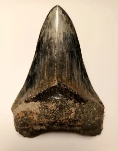 Megalodon - Tand - 122×85×26 mm