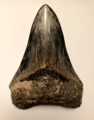 Megalodon - Tand - 122×85×26 mm