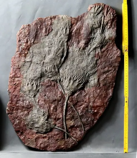 Enorm museum Crinoid met steel 60 cm !! - Erg gedetailleerd