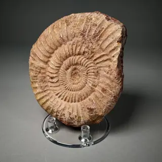 Fantastische ammoniet in septaria - Vrije vorm blok -