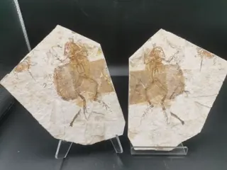 Positief en negatief - Genibatrachus baoshanensis and