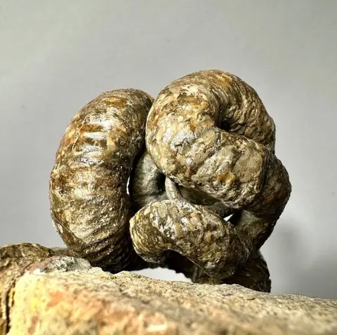 Schelpdier - Nipponites mirabilis - 14×10×8 cm