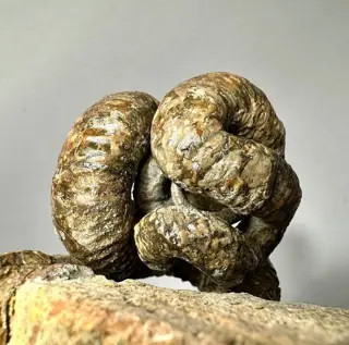 Schelpdier - Nipponites mirabilis - 14×10×8 cm