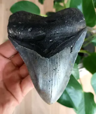 Megalodon - Tand - 128×98×28 mm