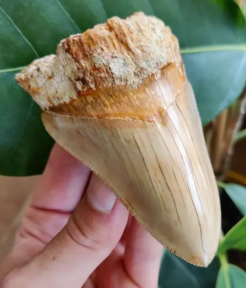 Megalodon - Tand - 110×67×38 mm