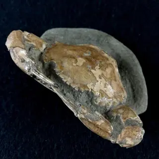 Uitstekende fossiele zeekrab!!! - Schaal en klauwen van