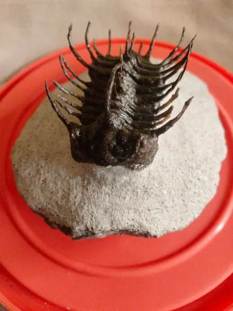 Doornige trilobiet - Op originele matrix - Koneprusia sp.