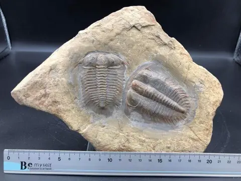 Trilobiet - Op matrix - Damesella paronai - 2×16×22.5 cm