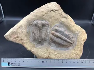 Trilobiet - Op matrix - Damesella paronai - 2×16×22.5 cm