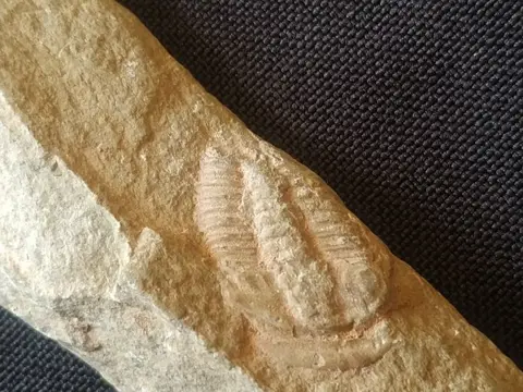BIGOTINODEN - OUDSTE TRILOBITEN OP AARDE. Fossiel. Cambrium