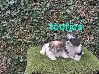 Te koop.mooie kleinblijvende speelse boomer pups