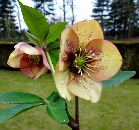 Helleborusdagen in de Noordoostpolder