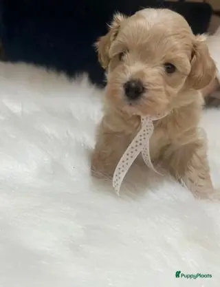 Cockapoo pups bij ons geboren