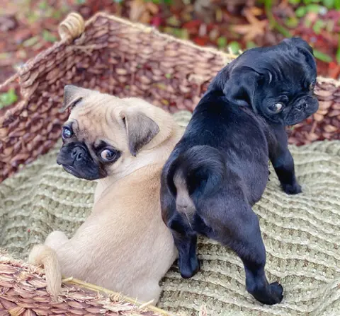 We hebben zowel mannetjes als vrouwtjes mopshondpuppy's die geadopteerd kunnen worden.