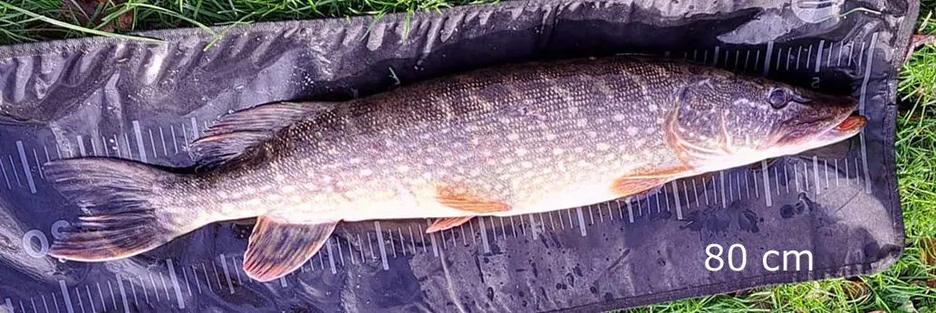 Deel 3) 3 sets van 2stuks FL snoekstreamers op Double Hook /fleurhaak