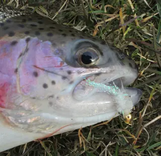 Set P 16 van 4 Forel-Ruisvoorn-Baars Propellervliegen