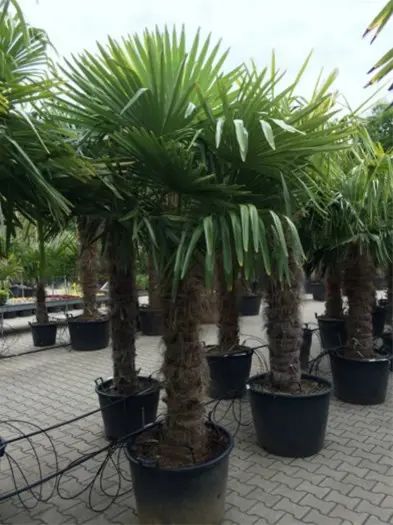 Trachycarpus fortunei palmboom / palmbomen te koop!!!
