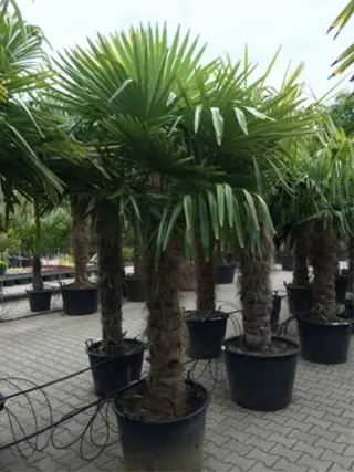 Trachycarpus fortunei palmboom / palmbomen te koop!!!
