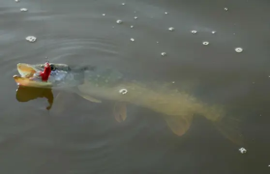 Snoekstreamers dubbele Magnum (Tiger Barred) staart zonkerstaart