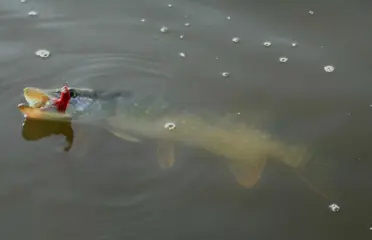 Snoekstreamers dubbele Magnum (Tiger Barred) staart zonkerstaart