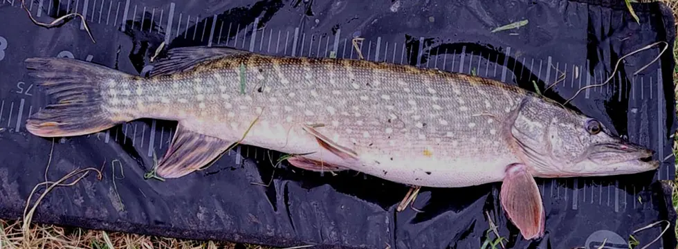 Deel 2) 2 stuks OV Snoekstreamers voor Spinhengel/Baitcaster