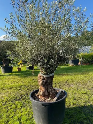 OLIJFBOOM TE KOOP NR.BA 14V