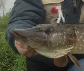 Ultra Light Baars / Snoekstreamers serie Z met dubbel zonkerstaartje