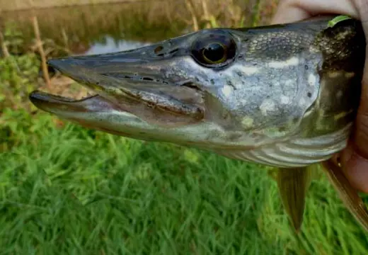 Deel 4) 3 sets van elk 2 Ultra Light mini Tandem spinnertjes voor Forel - Ruisvoorn - Baars