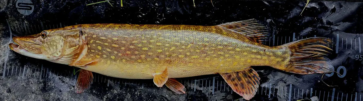 Deel 4) 2 stuks OV Snoekstreamers voor Spinhengel/Baitcaster