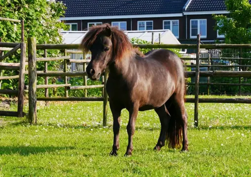 Te koop 2 stamboek mini shetlanders merries