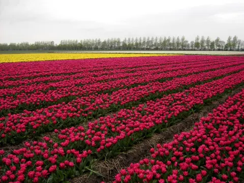 Tuinenroute binnen de Tulpenroute in de Noordoostpolder