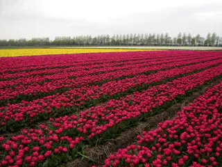 Tuinenroute binnen de Tulpenroute in de Noordoostpolder
