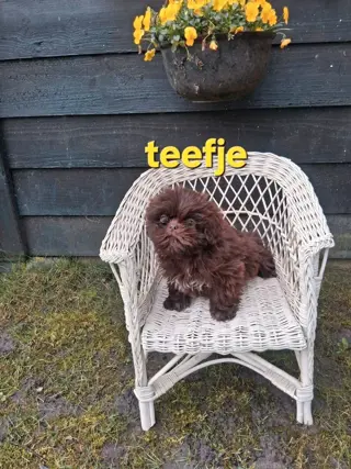 te koop mooie kleinblijvende speelse boomer pups