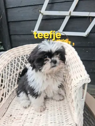 Te koop.mooie kleinblijvende speelse boomer pups