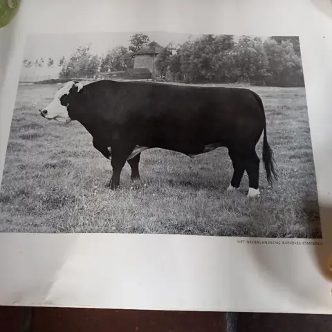 koeien posters, 60 x 45 - nederlands stamvee