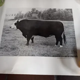 koeien posters, 60 x 45 - nederlands stamvee