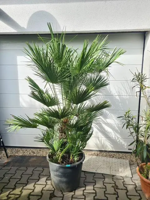 Mooie palmboom chamaerops humilis