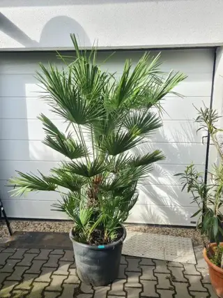 Mooie palmboom chamaerops humilis